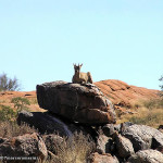 Klipspringer, Augrabies Falls National Park, South Africa. Author and Copyright Marco Ramerini