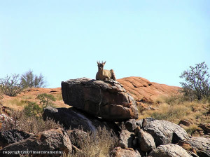 Klipspringer, Augrabies Falls National Park, South Africa. Author and Copyright Marco Ramerini