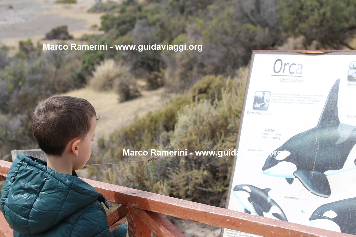 Mattia in Punta Norte, Valdes Peninsula, Argentina. Author and Copyright Marco Ramerini