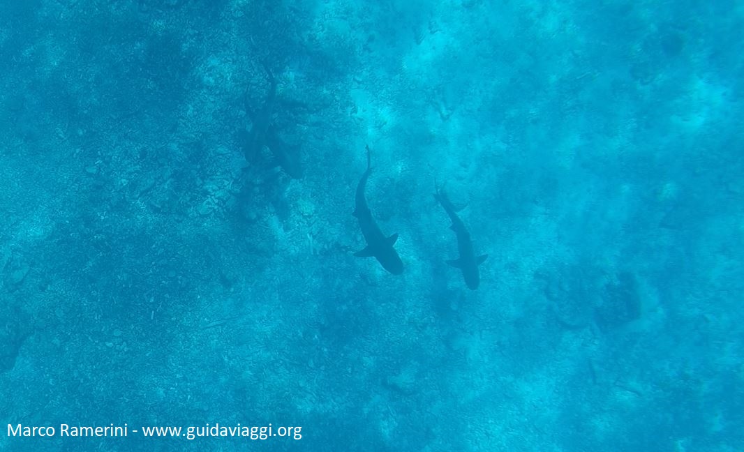 Shark snorkeling, Kuata Island, Yasawa Islands, Fiji. Author and Copyright Marco Ramerini